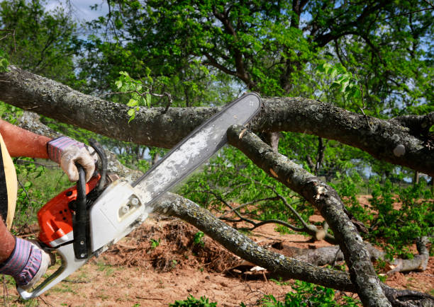 Best Tree Disease Treatment  in Burlington, NC